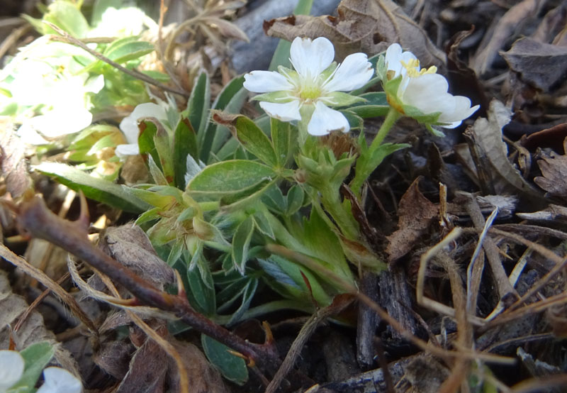 Potentilla alba - Rosaceae